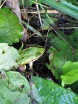 SX24017 Frog underneath leaves in Biesbosch.jpg